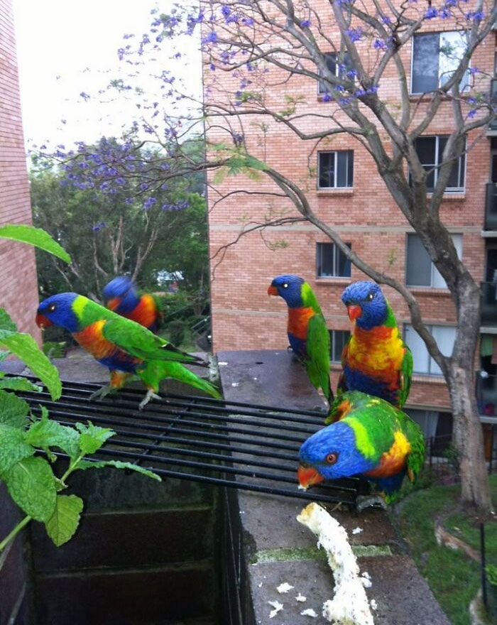 49 Pics That Show Countries Around The World Have Their Own Kinds Of “Pigeons”