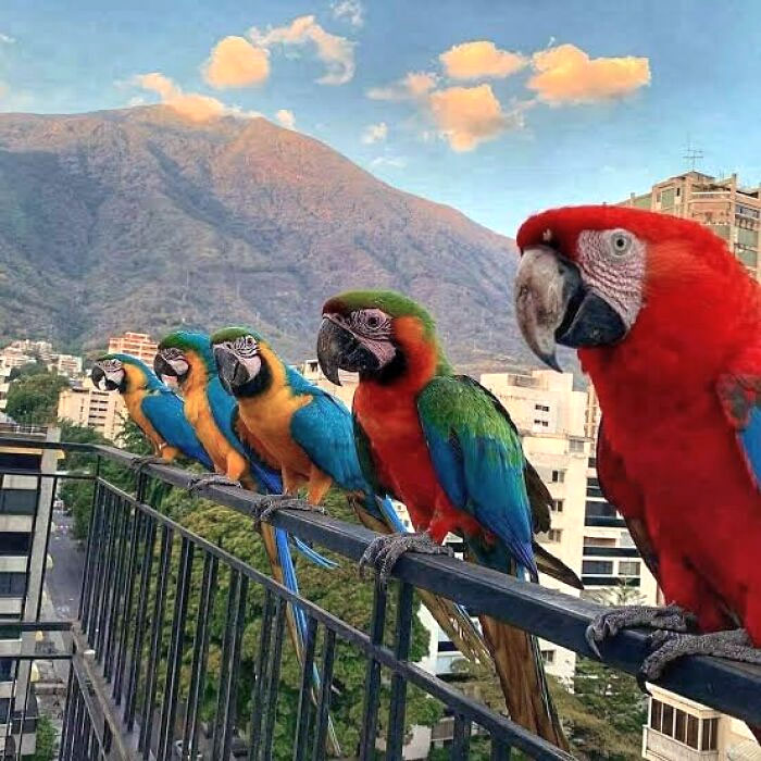 49 Pics That Show Countries Around The World Have Their Own Kinds Of “Pigeons”
