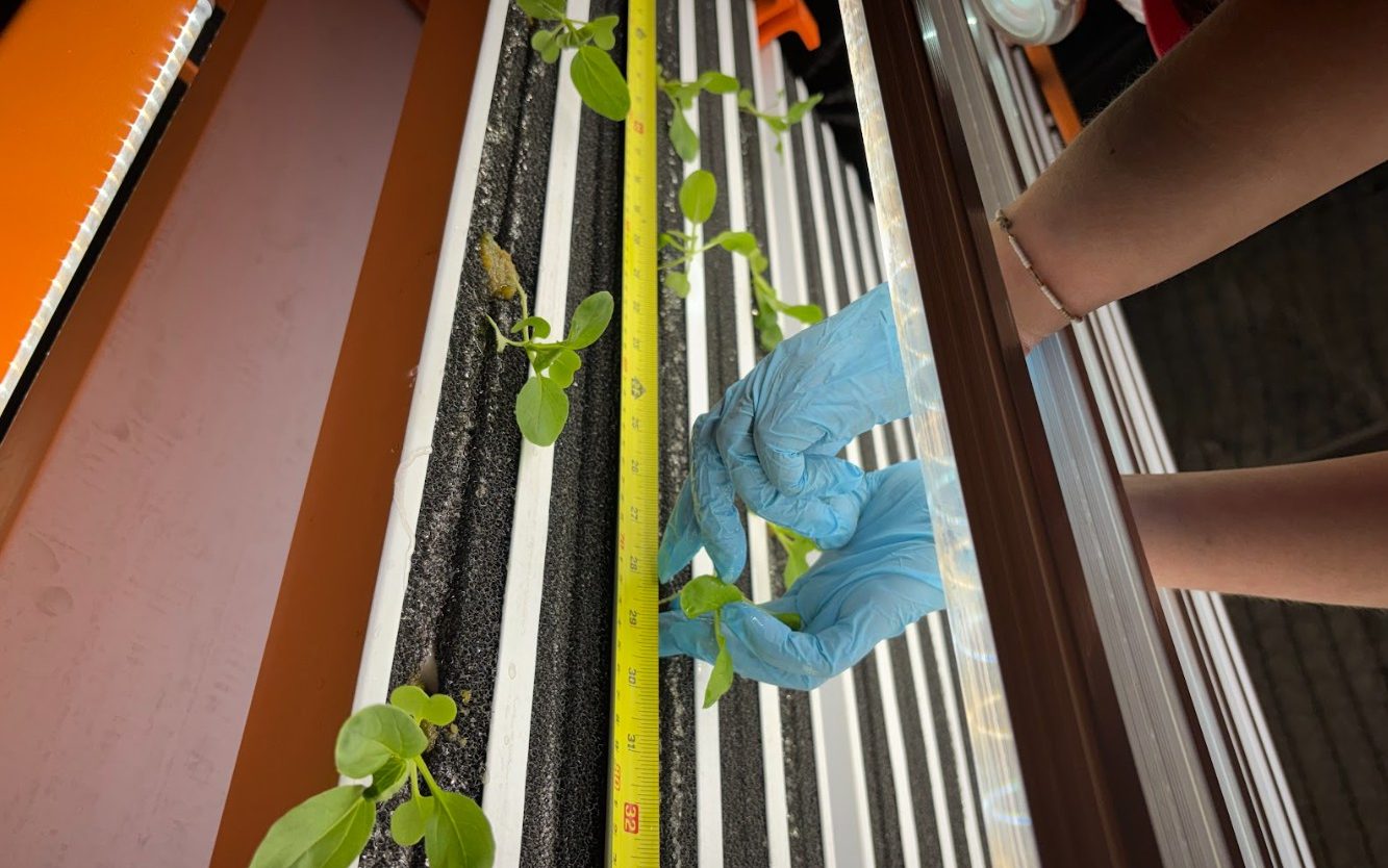 Plants at the Boulby polyhalite and salt mine near Whitby are grown vertically without soil