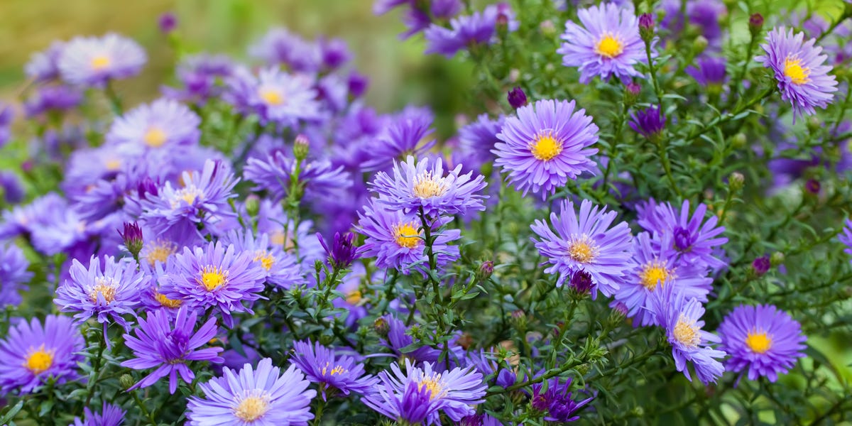 This late-blooming perennial brings vibrant color to your fall garden after summer flowers fade