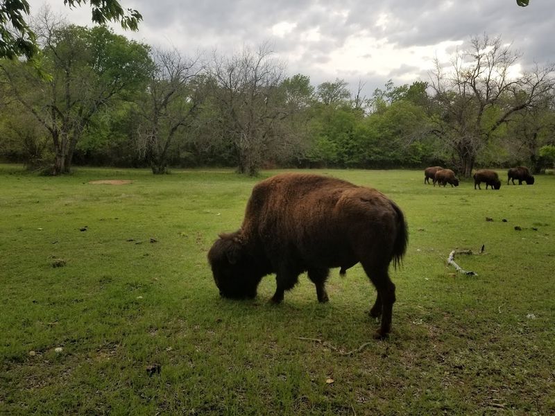 Wait, There Are Bison Here