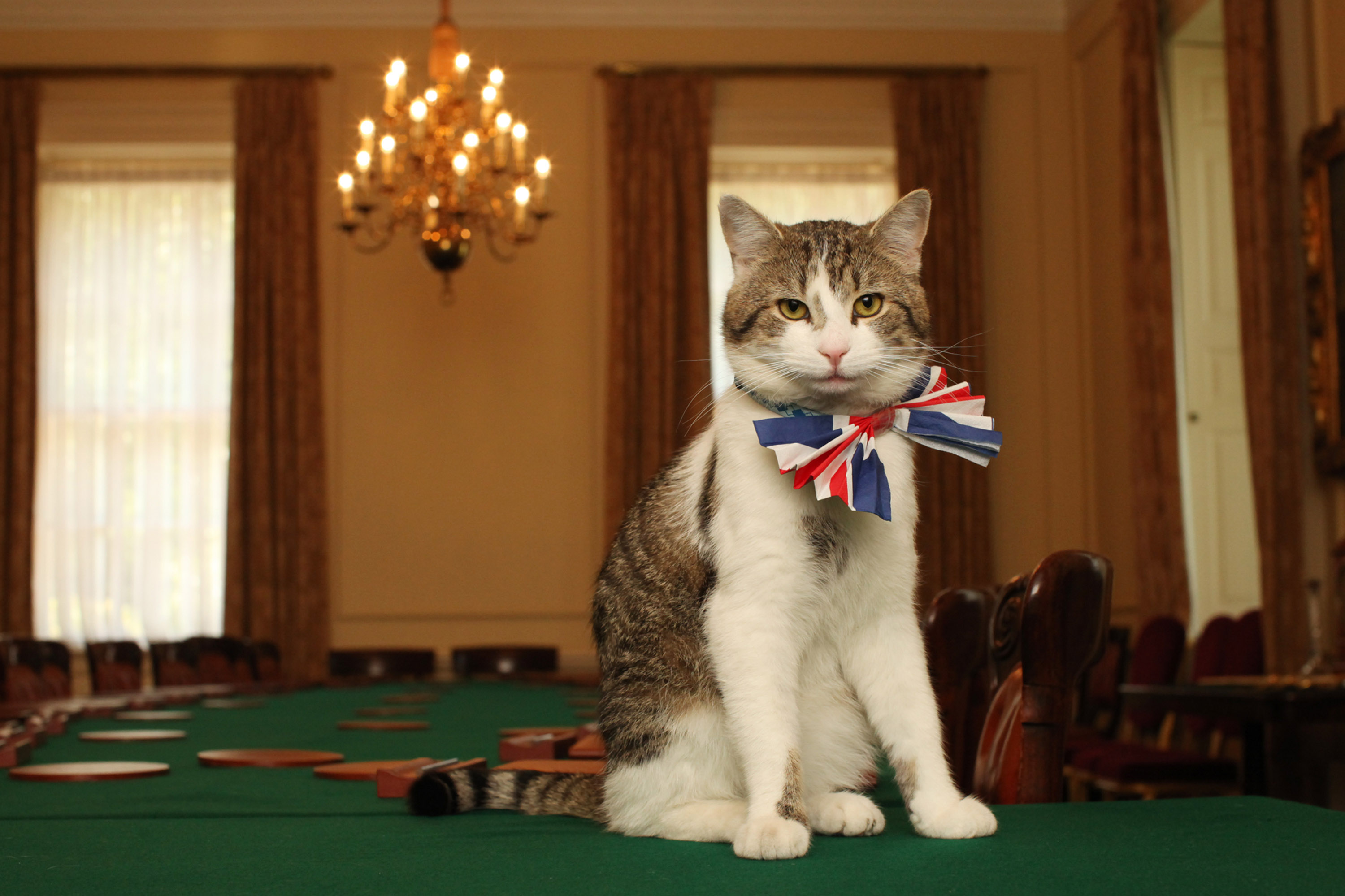 A cat with a bow on his neck.