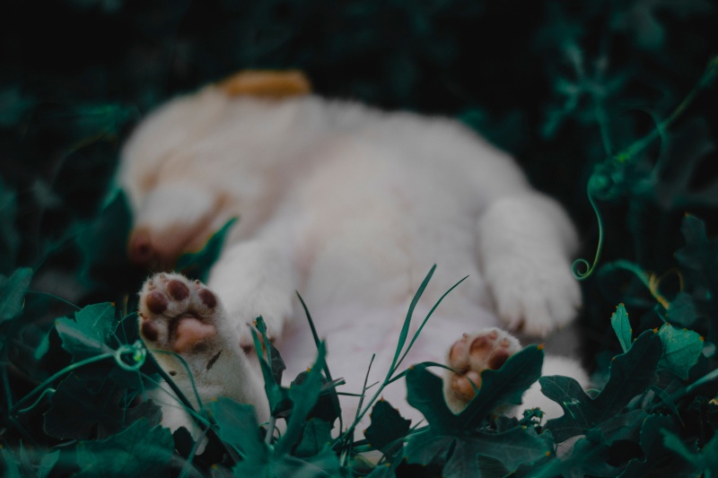 If your dog sleeps this way, your bond may be stronger than you think