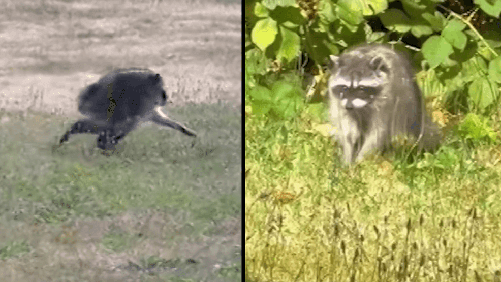 Who is Jimothy? Seattle's viral rotund raccoon takes the internet by storm