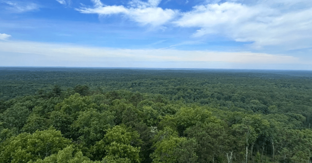 The view of the forest from the top of a fire tower in South Carolina.