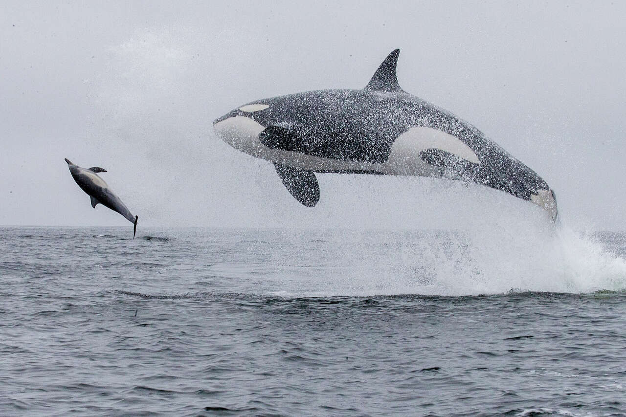 ‘Exceptional': Monterey Bay captain captures airborne killer whales and dolphins