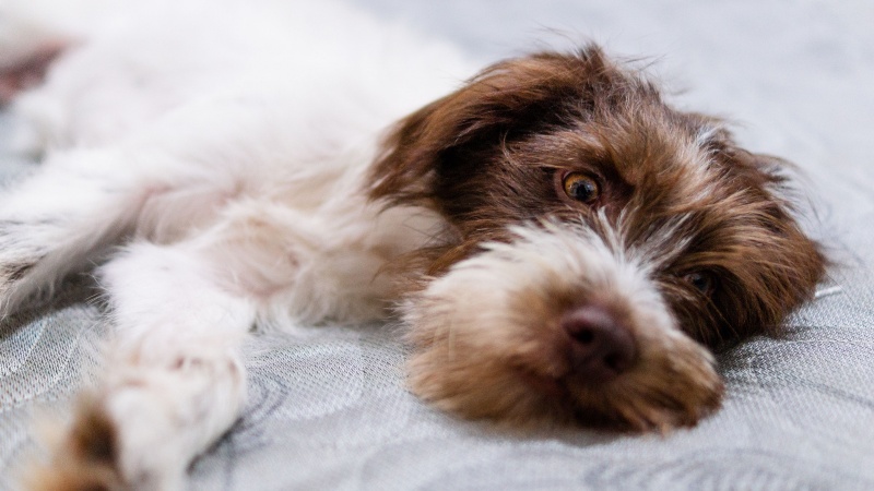 Why your dog watches you while you sleep