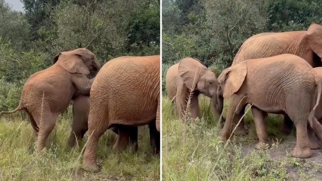 Kenya elephant nursery video shows older bull comforting calf after play fight turns intense