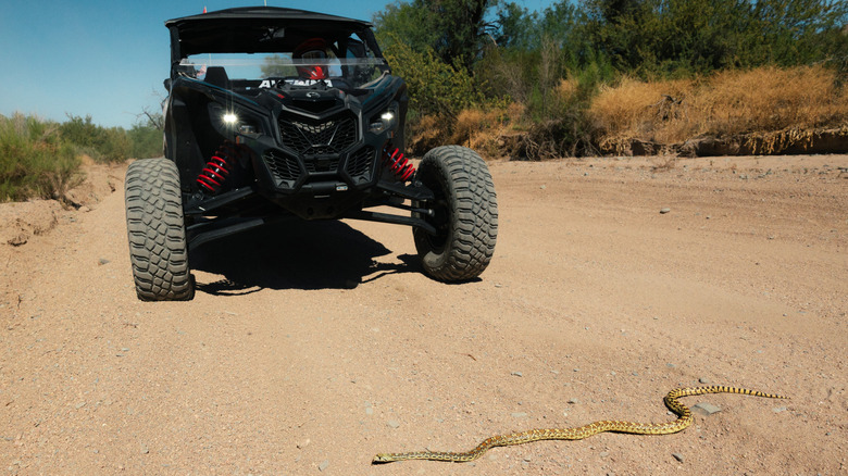 A gopher snake in front of an off-roading vehicle in Arizona's Tonto National Forest