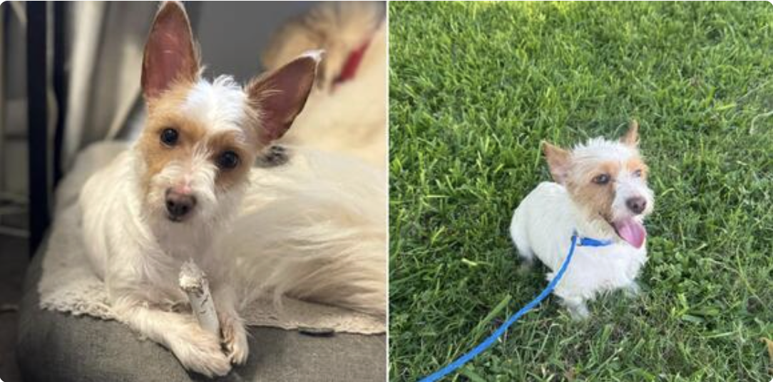 Booger Sugar the sweet & cuddly little dog is still looking for love