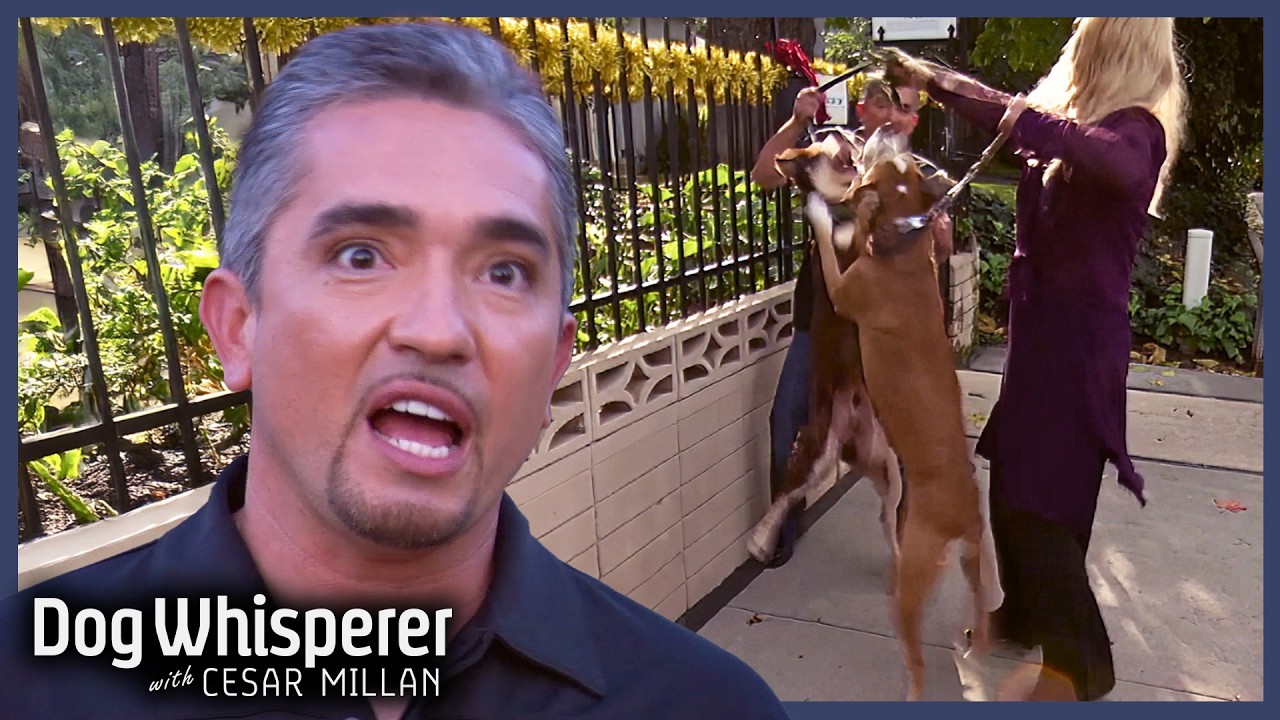 Neighborhood rivalry explodes into daily dog fights | Dog Whisperer ...