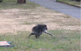 An unusual-looking raccoon nicknamed Jimothy is winning hearts across the internet for his short, round body