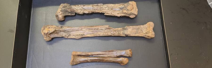 Dinosaur Fossils