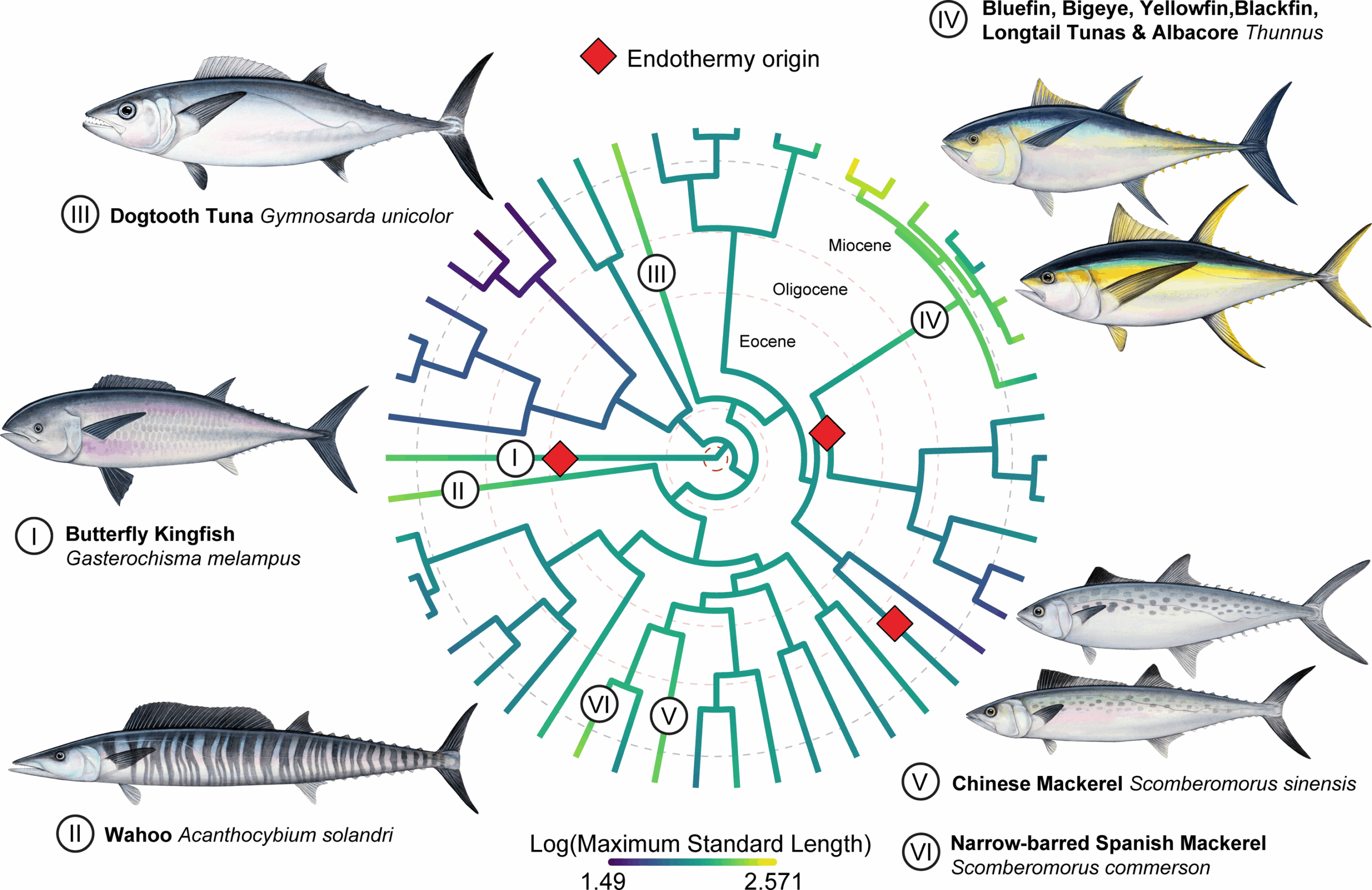 Origin of large body sizes in Scombridae. The phylogeny is coloured according to the ancestral state reconstruction for log-transformed standard length. (CREDIT: Proceedings of the Royal Society B)