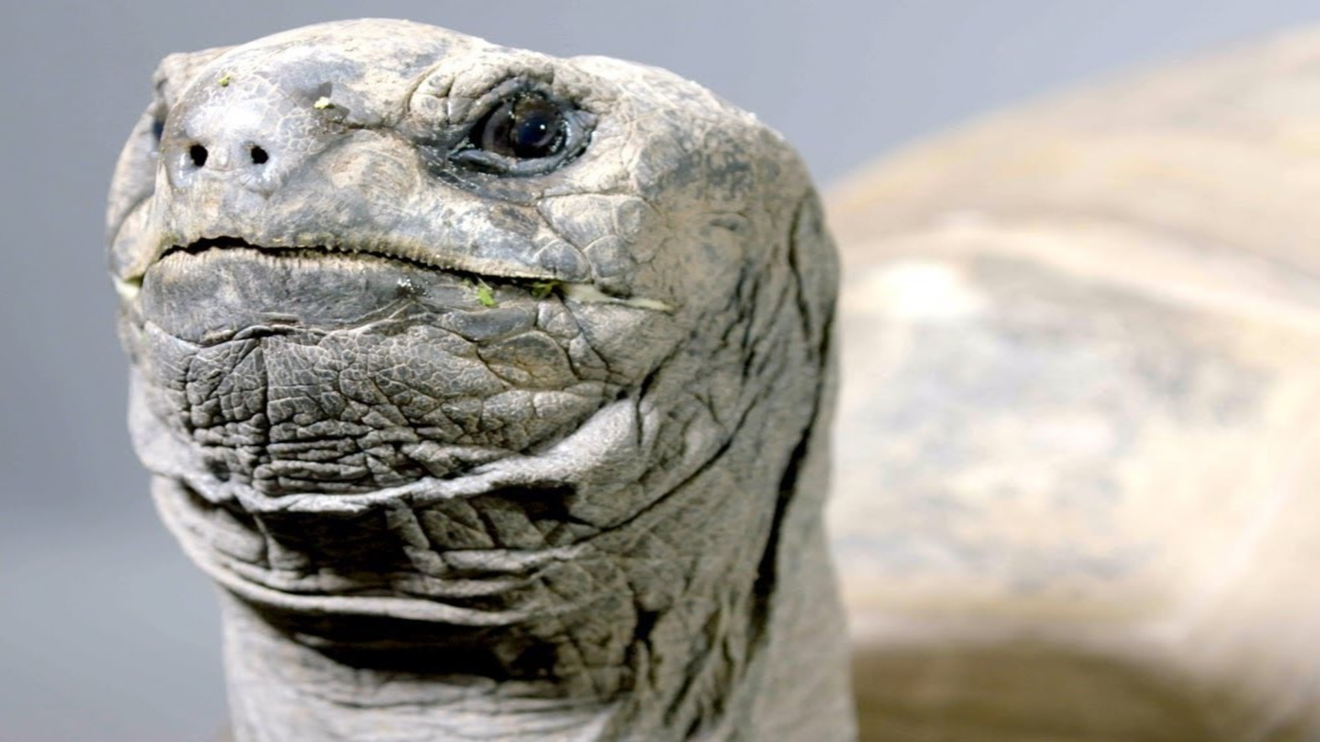 The Aldabra tortoise, a giant of longevity and resilience