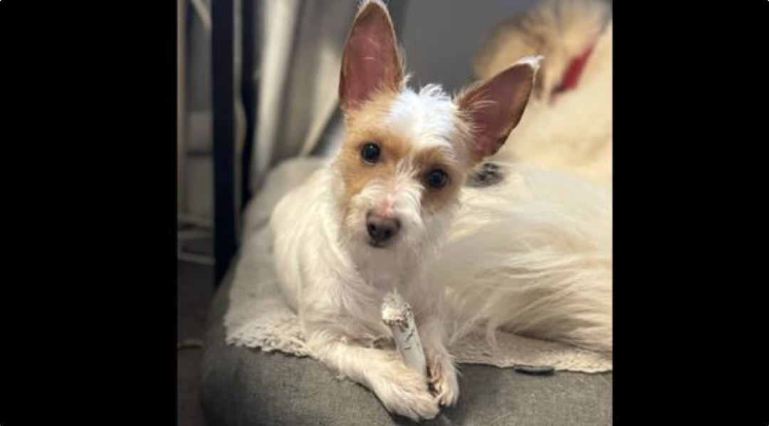 Booger Sugar the Sweet & Cuddly Little Dog is Still Looking for Love