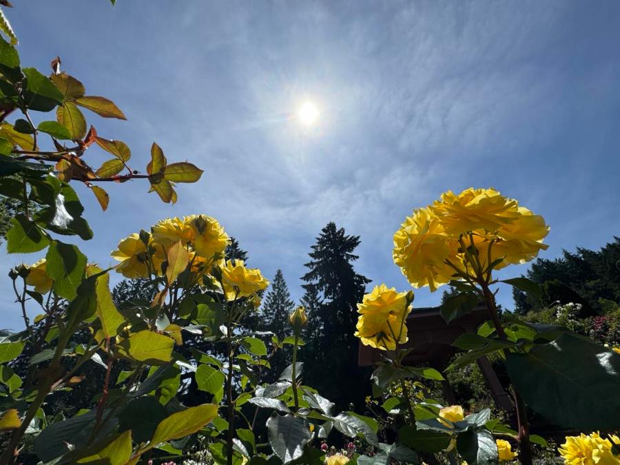 Heat advisory in place for Portland later this week: Here's what to know