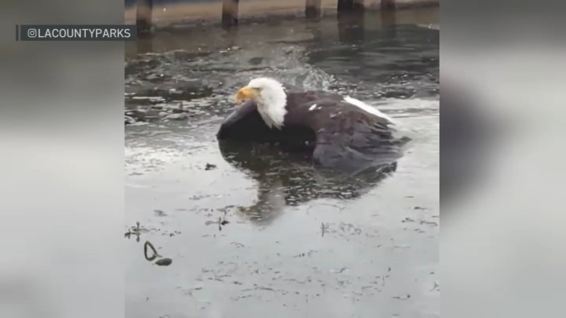 Injured bald eagle believed to be Jackie is recovering at Ojai facility