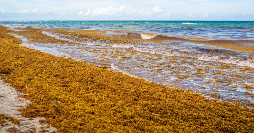 Mounds of seaweed on a beach in Hollywood, Florida, with teal water in the background