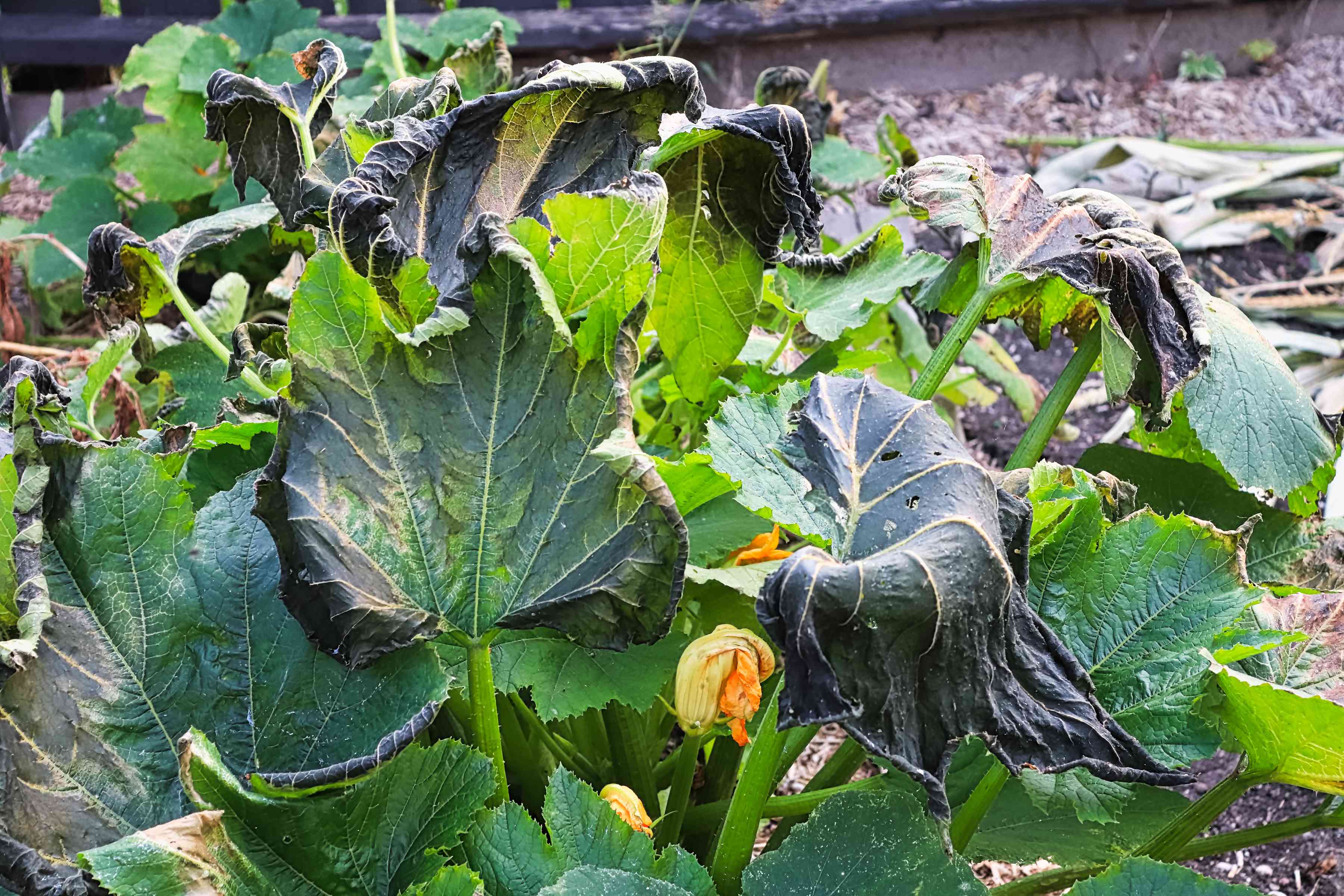 zucchini plants damaged by a heavy fall frost.