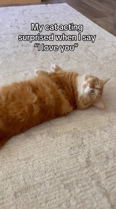 a-collection-of-cat-moments-full-of-fun-and-personality