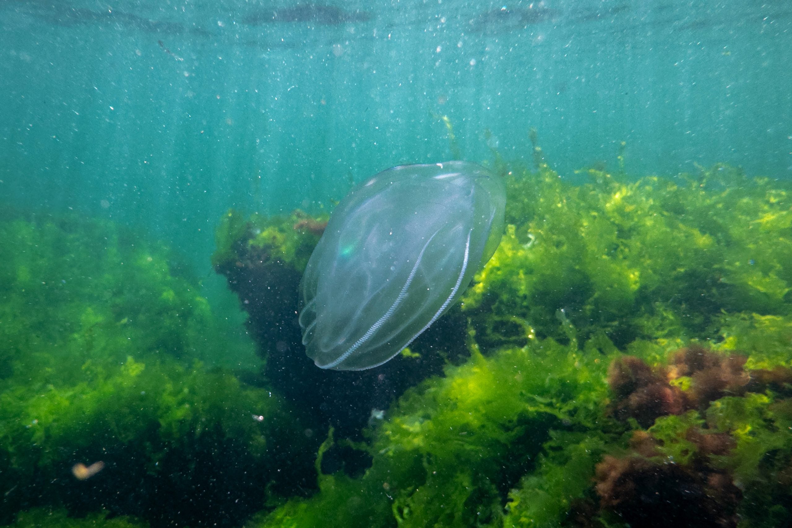 A warty comb jelly is seen underwater in the Black Sea, near Odesa, on May 23, 2026.