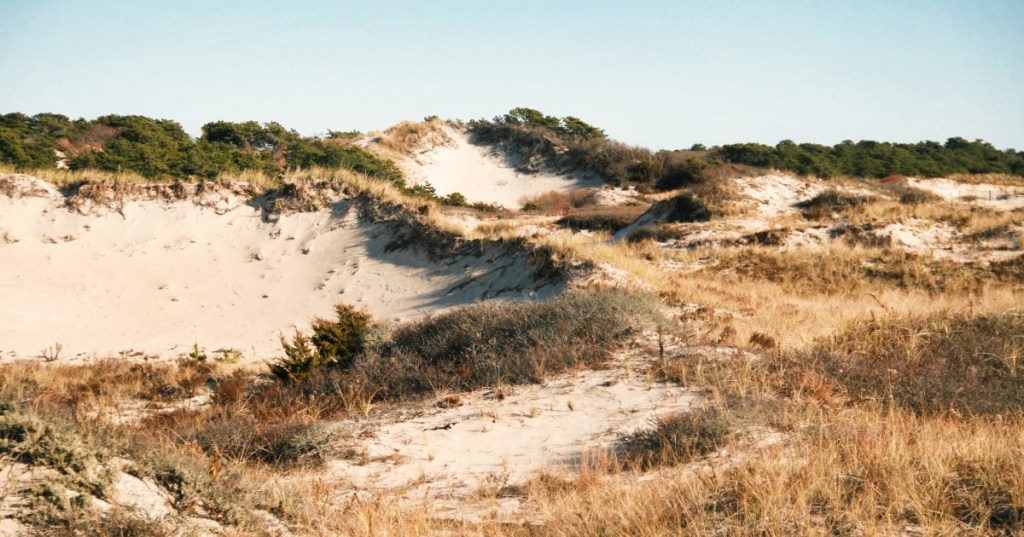 The sand dunes at Horseneck Beach in Massachusetts show dry brush and green bushes.