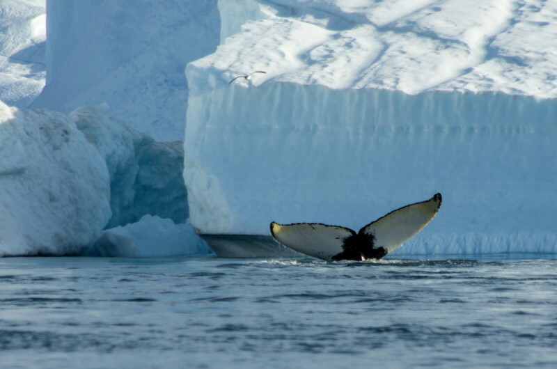 A whale tail seen against the backdrop of large ice formations in Disko Bay in Greenland