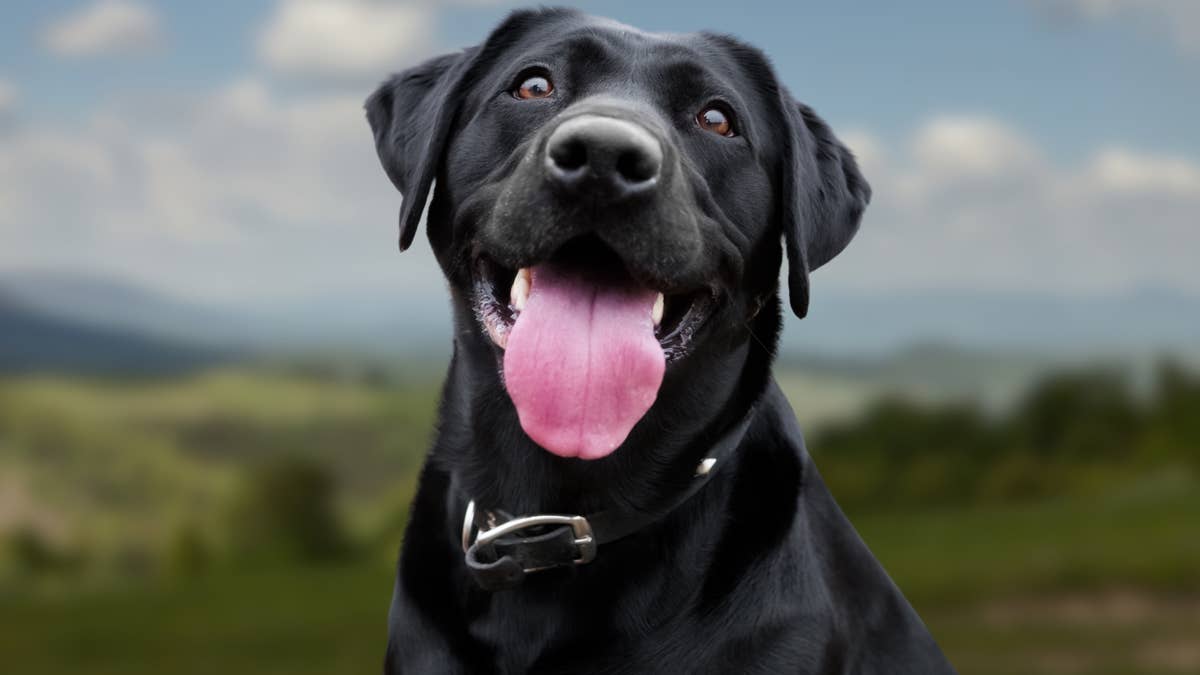 Nobody told this black lab her baby is stuffed, and she's the most devoted mama we've ever seen