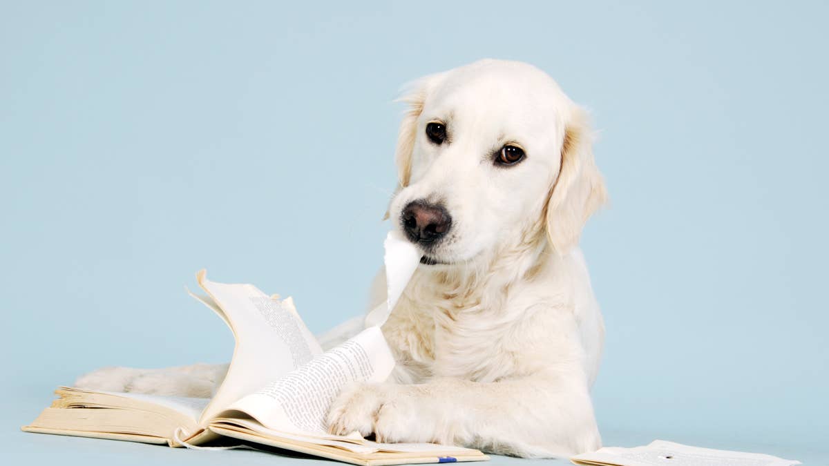 Totally Innocent Golden Retriever Caught Allegedly Tearing up the House