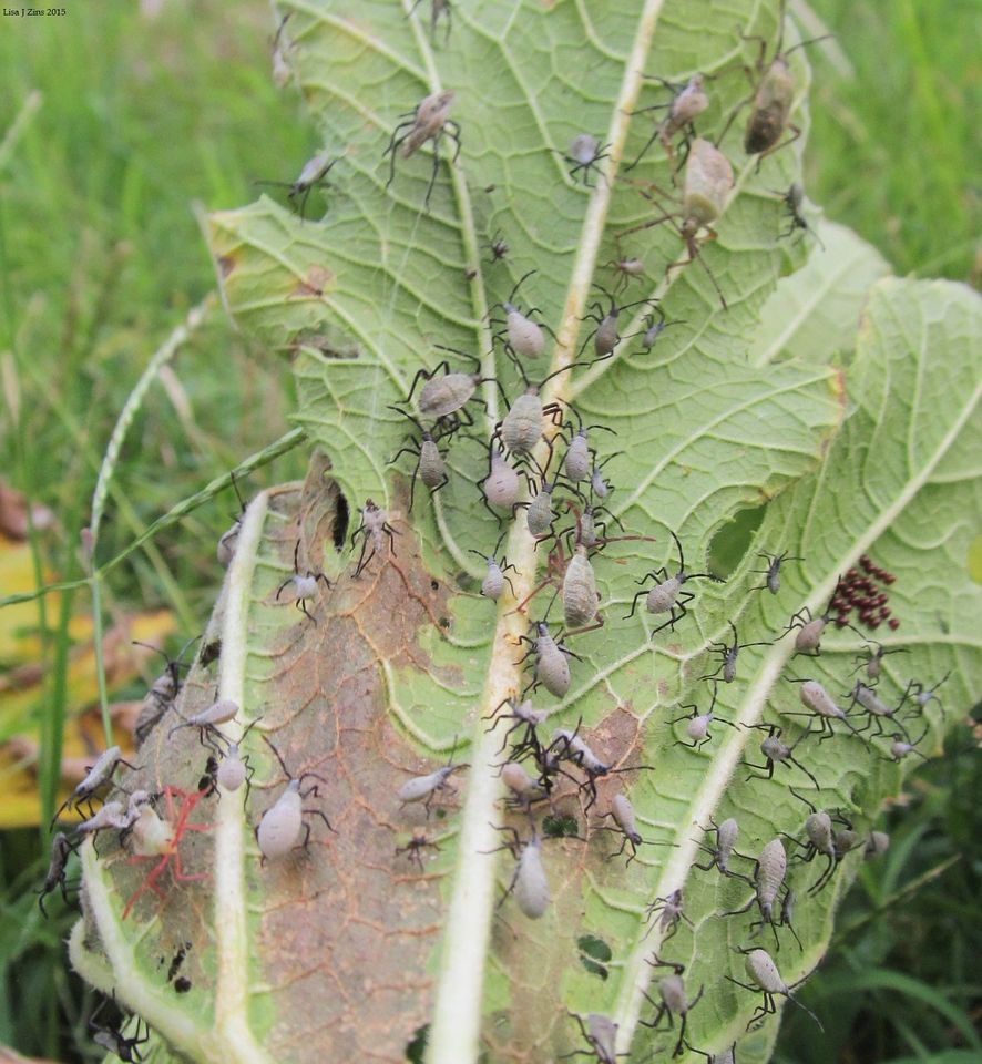 Squash Bug Infestation