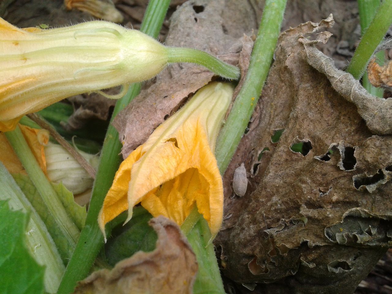 Squash Bug Hiding