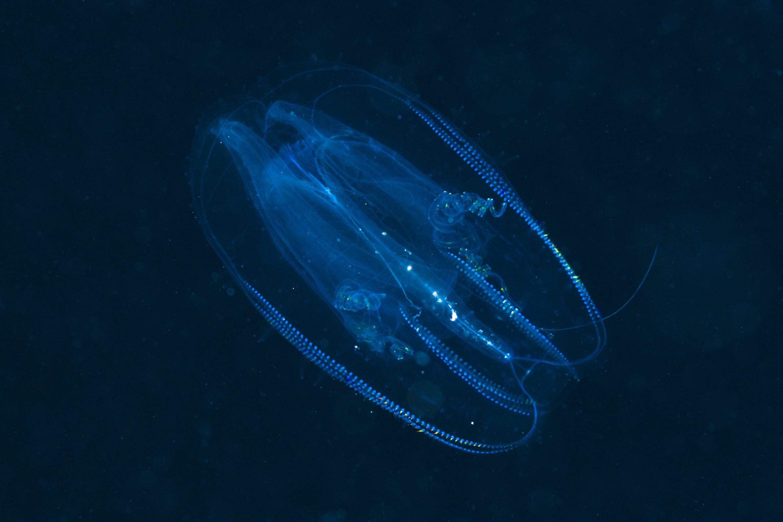(GERMANY OUT) Comb Jellyfish, Tentaculata, Marsa Alam, Red Sea, Egypt.