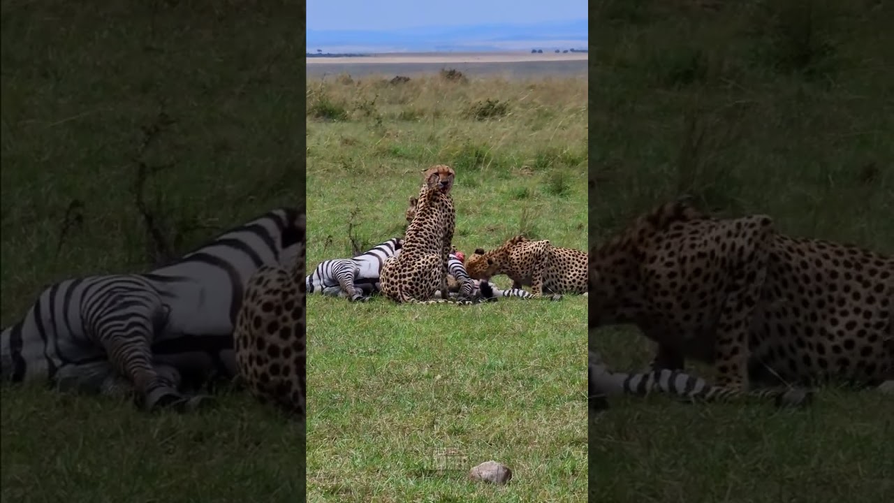 Cheetah coalition feasts on zebra during wild hunt