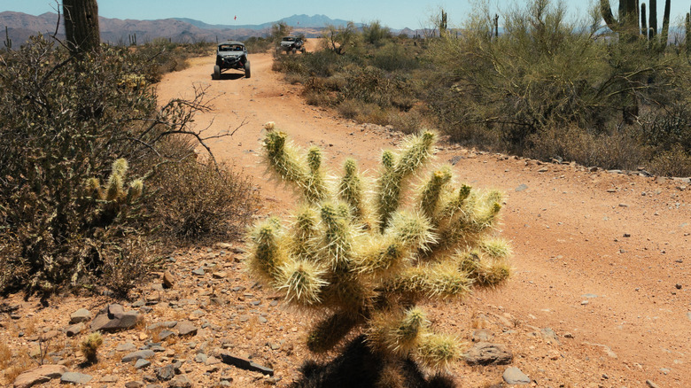 A teddy-bear cholla cactus with off-roading vehicles in the background in Arizona's Tonto National Forest