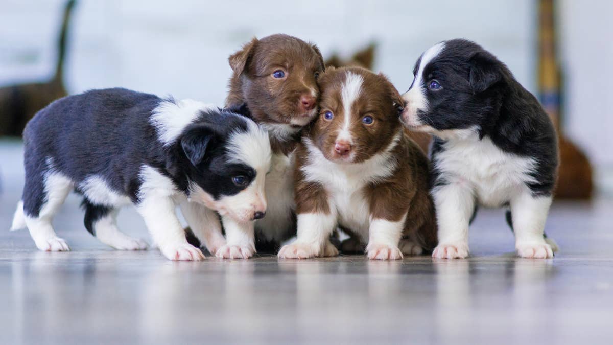 These Six Adorably Named Pattern Pups Are Up for Adoption, and We Cannot Choose a Favorite
