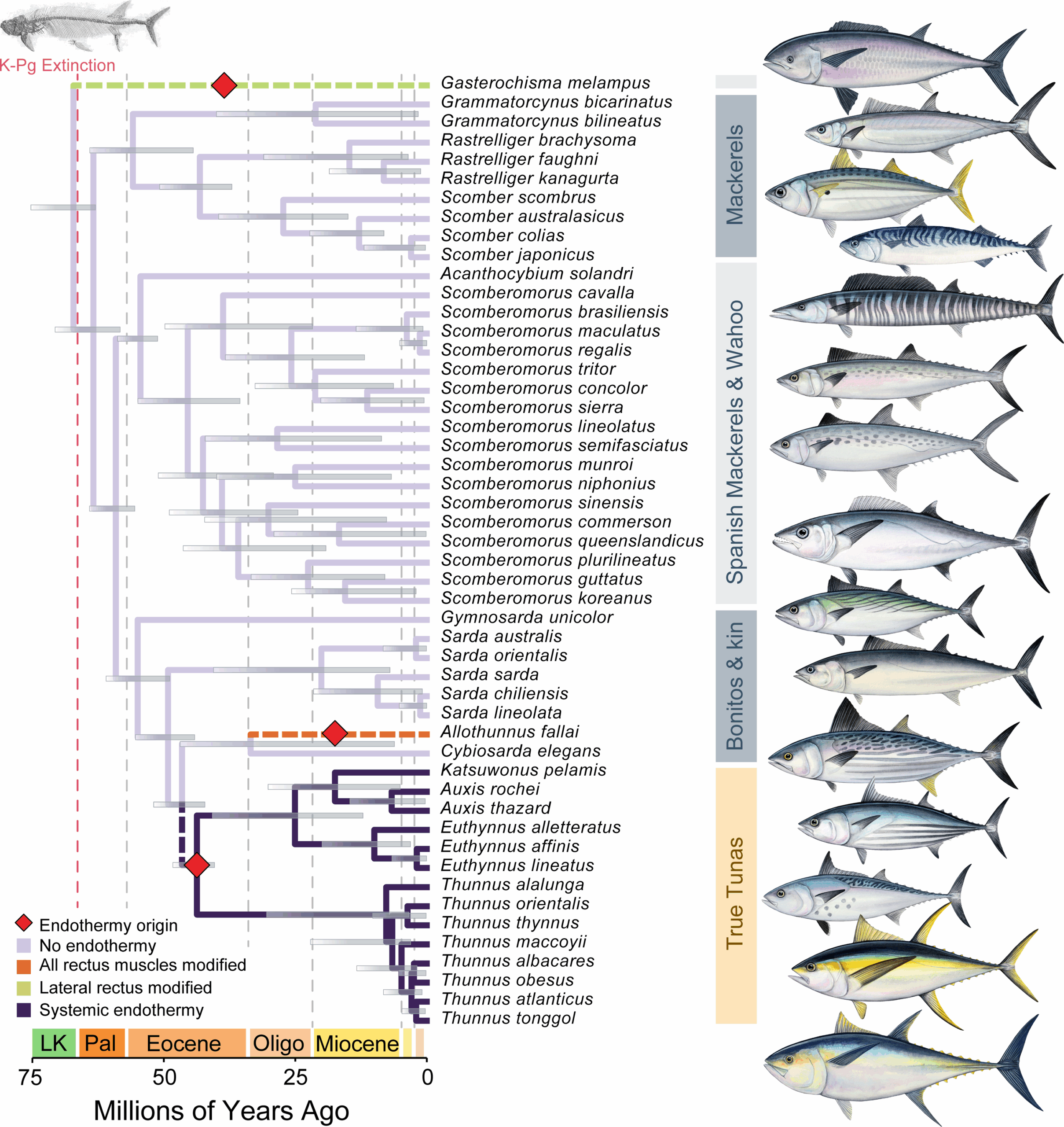 Three independent origins of endothermy in Scombridae. Time-calibrated phylogeny of Scombridae estimated using a Bayesian node-dating approach, with branches coloured according to an ancestral state reconstruction of endothermy. (CREDIT: Proceedings of the Royal Society B)