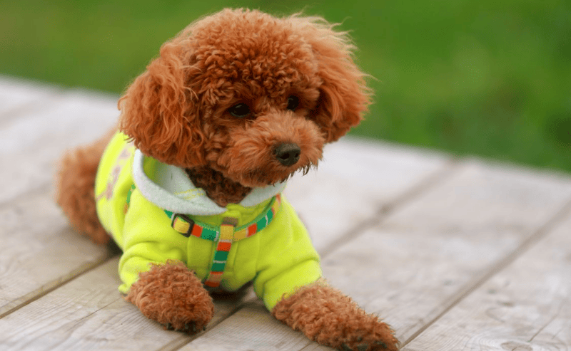 These Two Small Dog Breeds Are the Smartest, According to AI Insights
