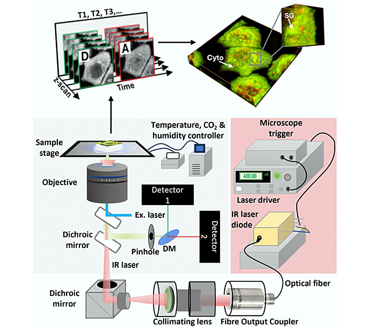 New cell imaging method measures protein folding in living organelles