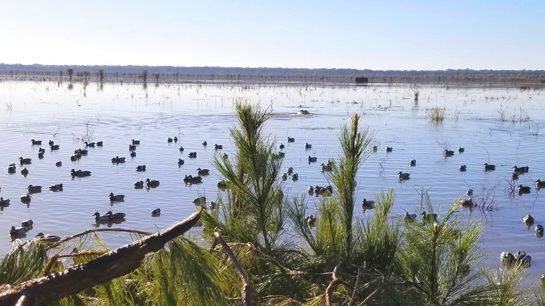 Louisiana's largest natural freshwater lake within the state has birdwatching, wetland trails, and fishing