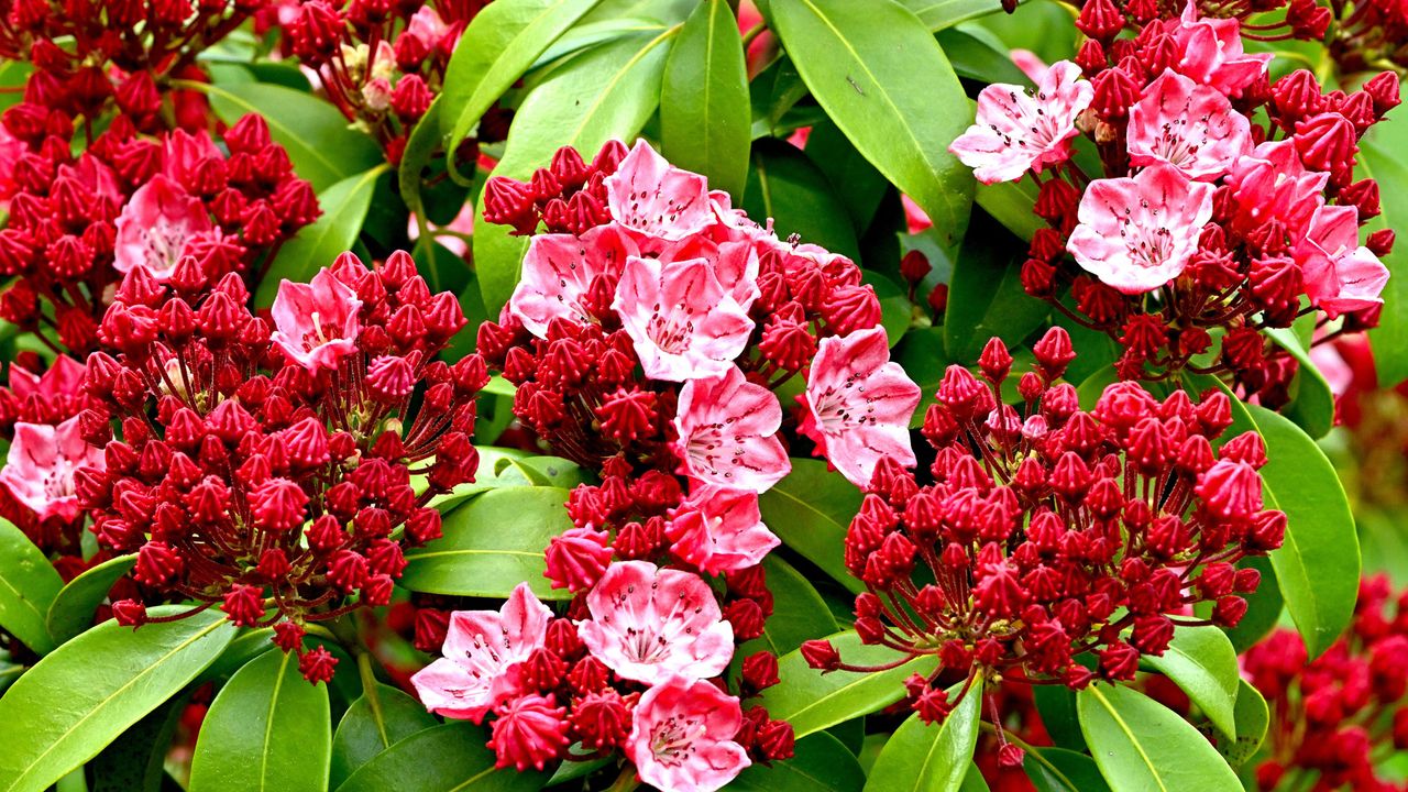 mountain laurel shrub with red and pink flowers