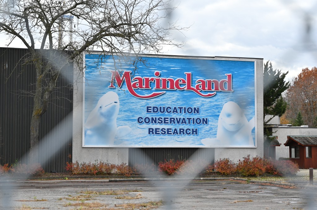 Beluga whales lifted out of defunct theme park to begin journey to new homes in US