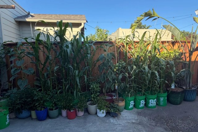 Corn stalks growing in buckets.