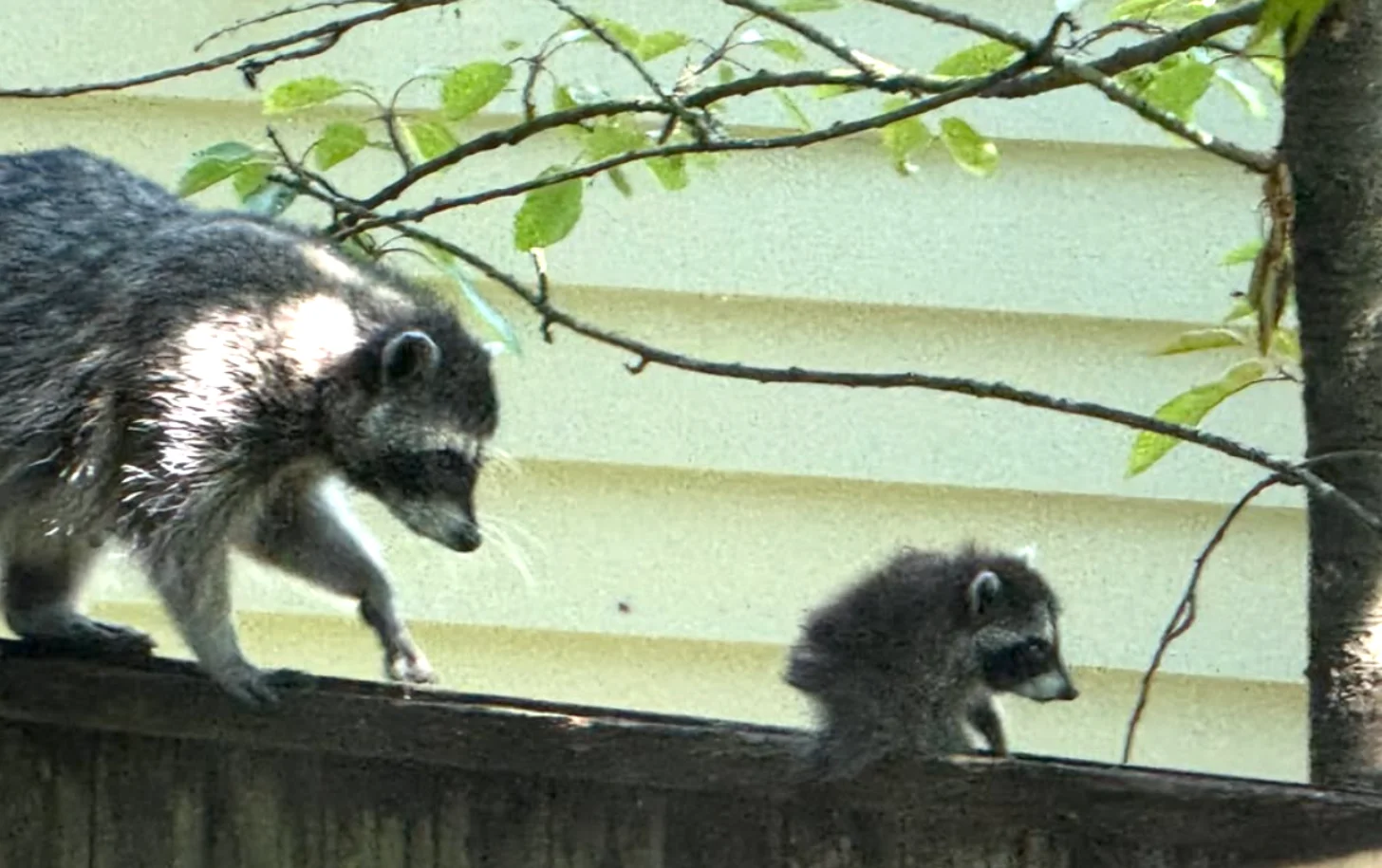 6a5e82b8ebc24af6f3b824cb_6a5e82b7ead62701c85d1f9b_jimothy-the-raccoon-body.webp