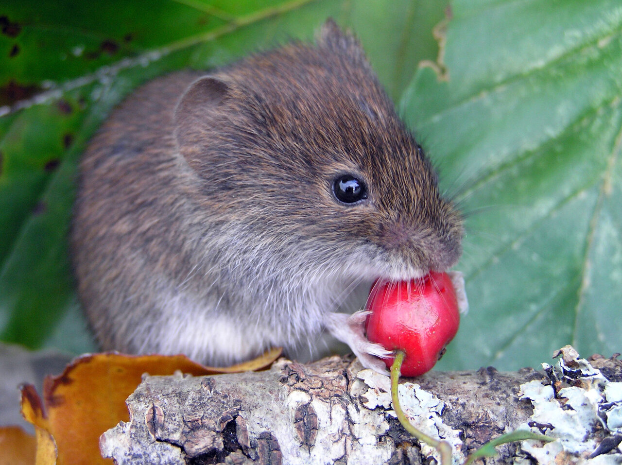 Ancestral variation, not new mutations, may impact survival of species facing climate change