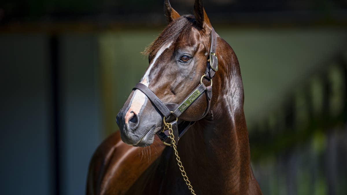 Veteran Sire War Front Pensioned From Stud Duty