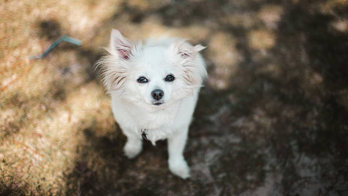 Famous Foster Mom Pulls a Tiny Dog From the Shelter, and He Instinctively Comforts Her Sick Senior Pup