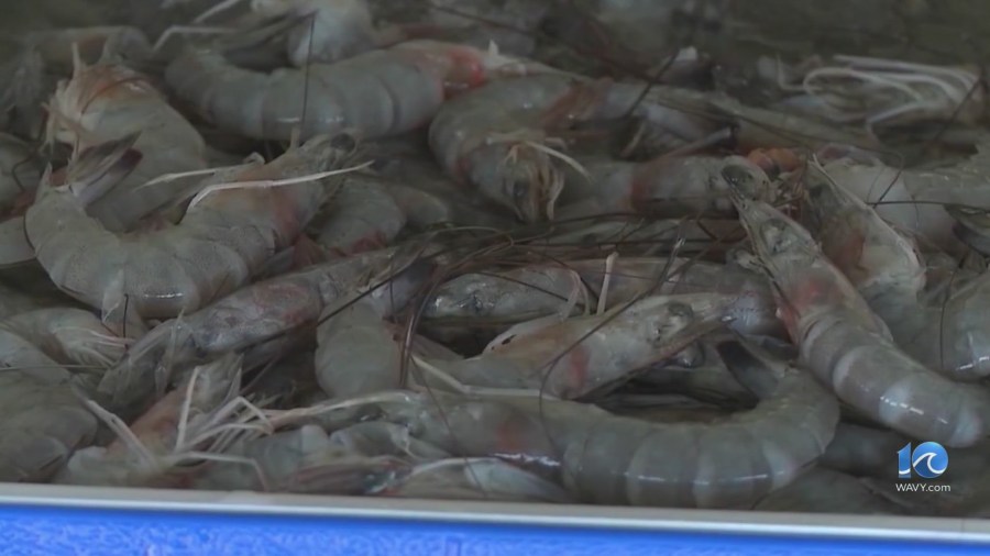 Tests show some OBX restaurants are not selling locally caught shrimp