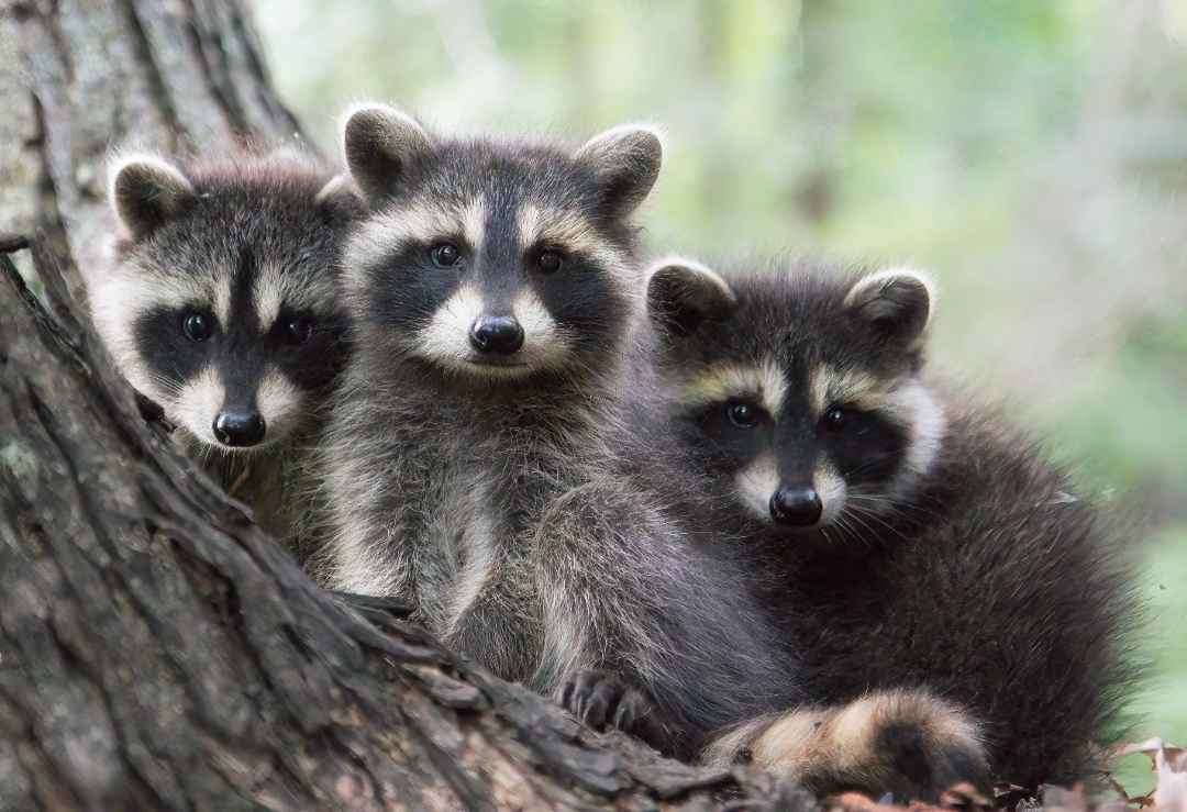 Jimothy is the weird little raccoon we need in these dark times