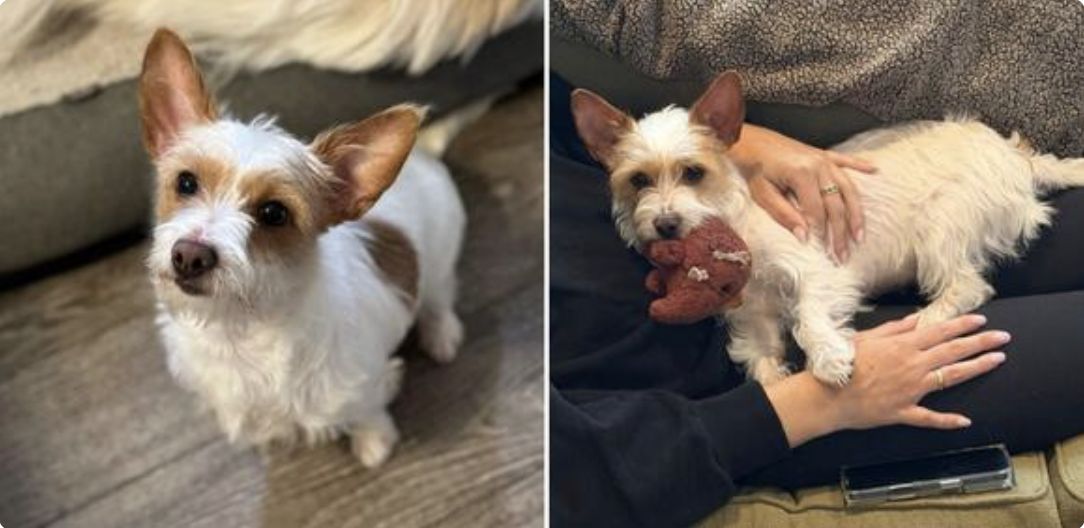 Booger Sugar the Sweet & Cuddly Little Dog is Still Looking for Love